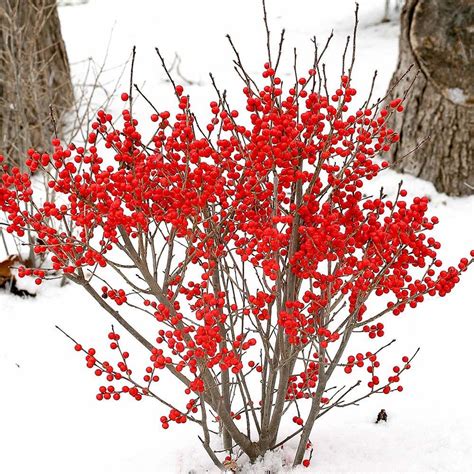 Ilex verticillata Berry Poppins® | White flower farm, Winterberry holly ...