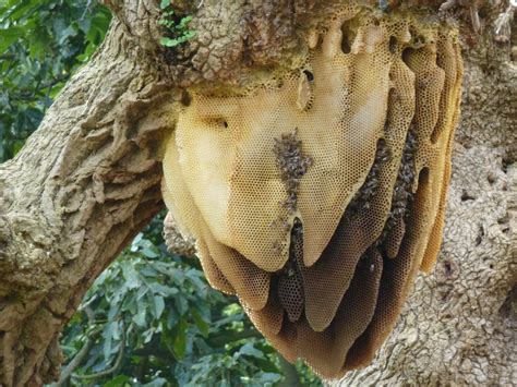 Types Of Bee Nests