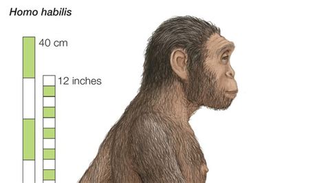 Olduvai Hominid 7 | fossil | Britannica