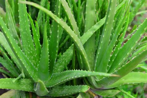 12 Types of Aloe Plants and Aloe Care Tips for the Garden | HGTV