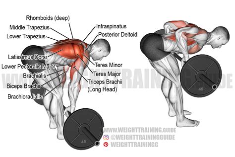 Bent-over barbell row exercise guide and video | Weight Training Guide