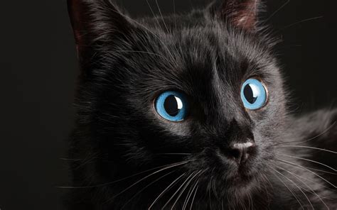 Download wallpapers black cat, blue eyes, 4k, pets, cats for desktop ...