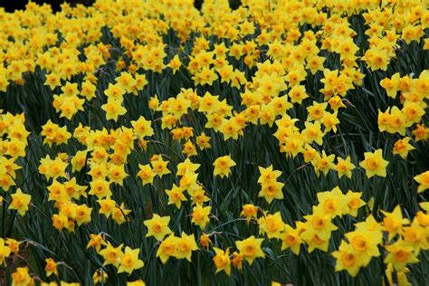 Daffodil Easter Bell Flowers | Flowers| Free Nature Pictures by ...