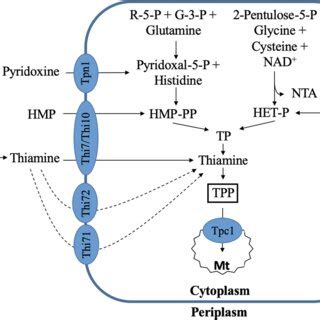 Chemical structure of a thiamine and b thiamine pyrophosphate. A single ...