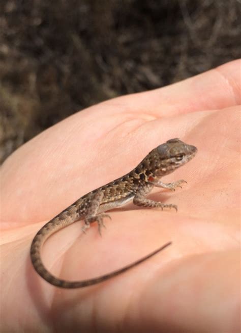 'Tis the Season for Baby Lizards | Natural History Museum