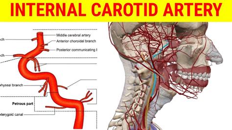 Branches Of Internal Carotid Artery