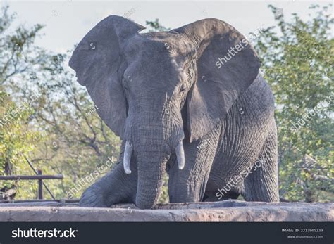 Elephants Kruger National Park South Africa Stock Photo 2213865239 ...