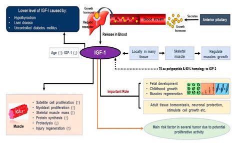 Cells | Free Full-Text | Implications of Insulin-Like Growth Factor-1 ...