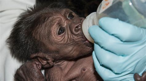 Meet Joanne, the San Diego Zoo’s Growing Baby Gorilla - ABC News