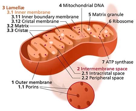 Mitochondrial Cristae | Definition, Structure & Function - Lesson ...