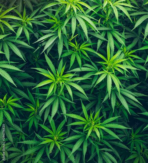 marijuana leaves background wallpaper cannabis Stock Photo | Adobe Stock