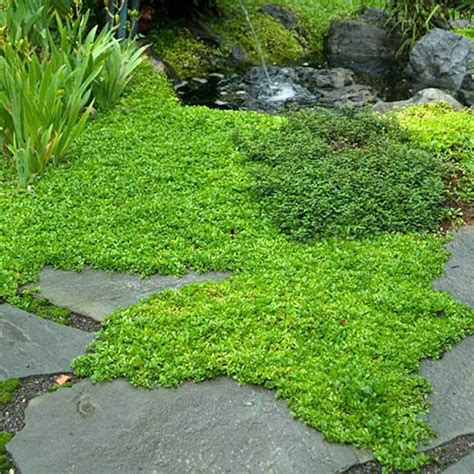 Beautiful, No-Mow Alternatives to a Grass Lawn | Lawn alternatives ...