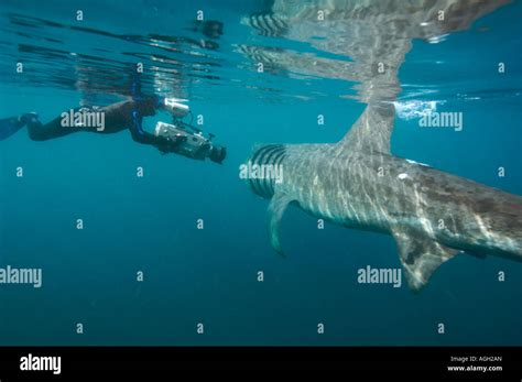 basking shark feeding in the UK Stock Photo - Alamy