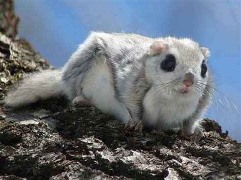 These Adorable Flying Squirrels Found in Japan Look Like Pokémon