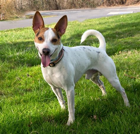 Shelter Dogs of Portland: "JACK" happy Jack Russell (Rat Terrier?) mix