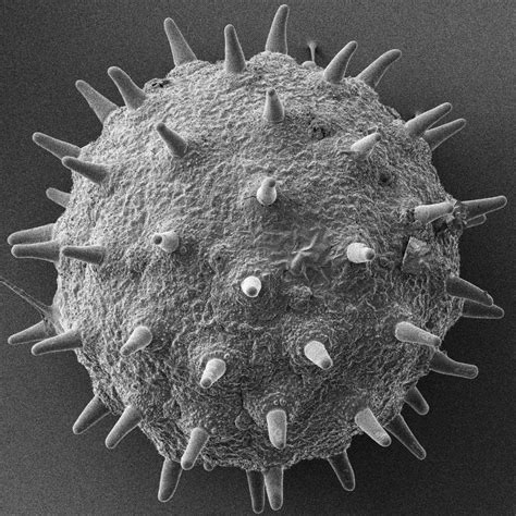 Virus Under Electron Microscope