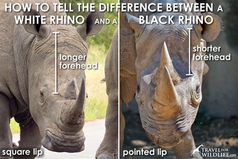 How to Tell the Difference Between Black and White Rhino | Travel For ...