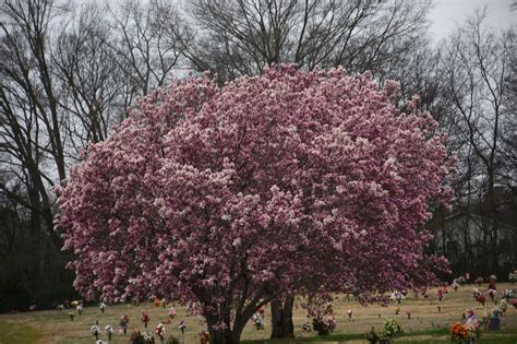 2019 March 2, Cluster Pink Tulip Trees Nikon D7200 | Pink tulips ...