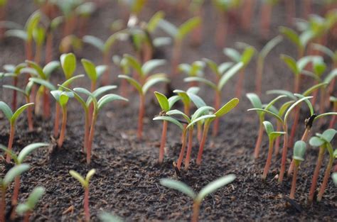 Seed Germination Process, Steps, Types | Gardening Tips