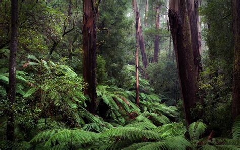 Download Fern Rainforest Tree Green Nature Forest HD Wallpaper