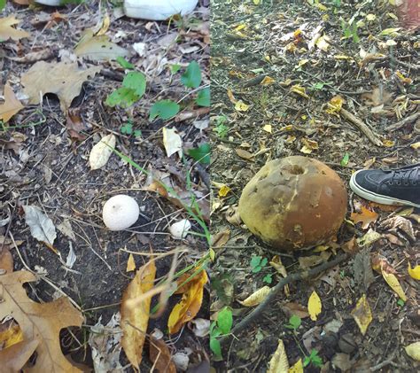 160 best Giant Puffball images on Pholder | Mycology, Foraging and ...