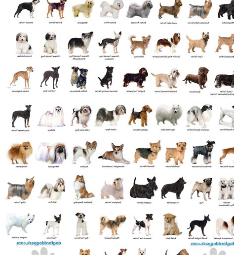 Small Dog Breeds Dog Breeds In Alphabetical Order Names Of Dog Breeds ...