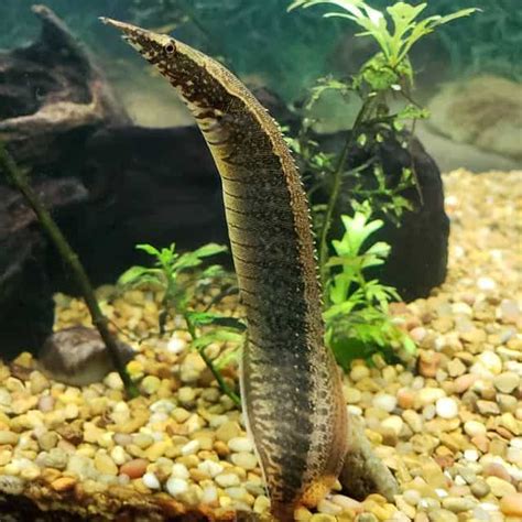 Half Banded Spiny Eel (Macrognathus Circumcinctus) Aqua, 58% OFF