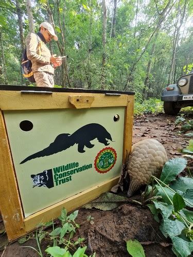 Scaling up Pangolin Conservation in India - Wildlife Conservation Trust