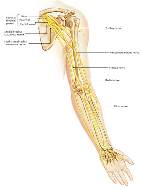 Brachial Plexus Anatomy and Clinical Correlation (2022)