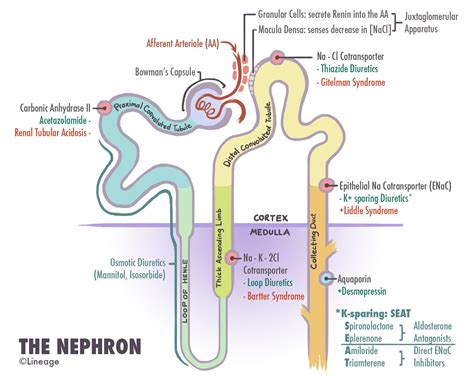 Proximal Tubule Diuretics - Renal - Medbullets Step 1