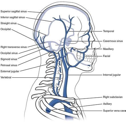 External Jugular Vein