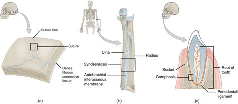 Fibrous Joints | Anatomy and Physiology I