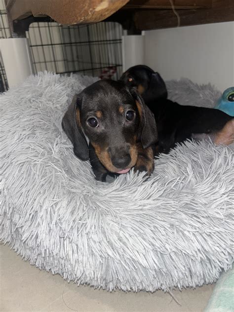 Miniature Dachshund - Karalee - PetsForHomes