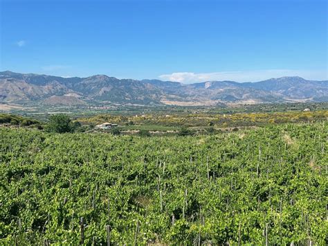 Essential Guide to Sicilian Wine Regions - Food+Wine Tourism