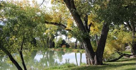 Cottonwood Trees: Leaves, Bark, Flowers - Identification (With Pictures)