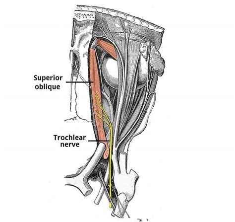 The Trochlear Nerve (CN IV) - Course - Motor - TeachMeAnatomy