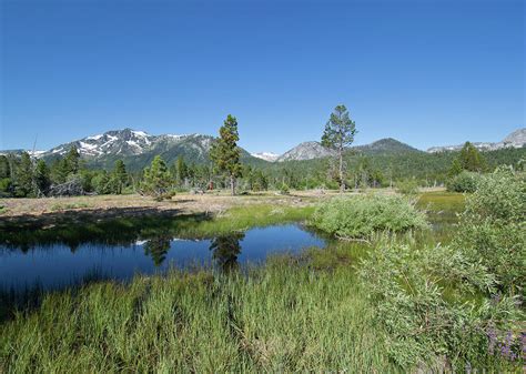 Marshy Area At Baldwin Beach - Lake Tahoe by Brendan Reals