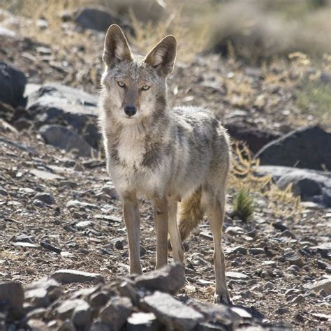 15 Photos of Nevada Wildlife