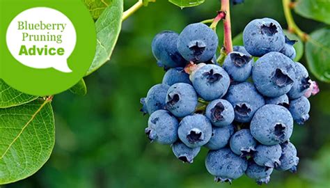 How To Prune a Blueberry Bush from the Experts at Wilson Bros Gardens