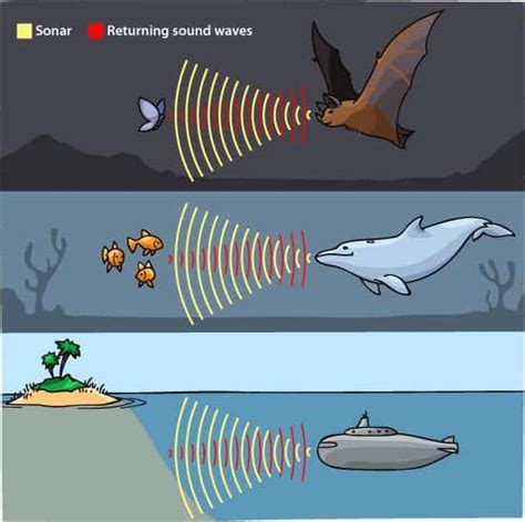 Convergent evolution in bats and dolphins driven by same genes