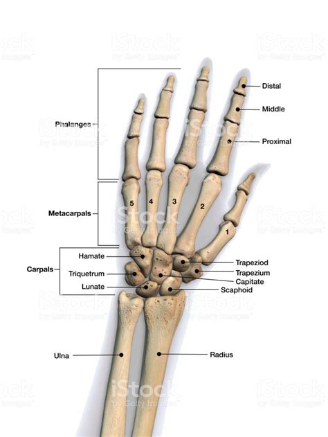 Skeletal bones of wrist and hand with labeling. Dorsal view. | Hand ...