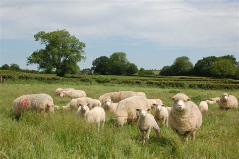 100% Grass-Fed Lamb | Direct From Our Somerset Farm - Farm2Fork