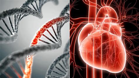 Genetic Heart Disease, All You Need to Know! - Health & Fitness