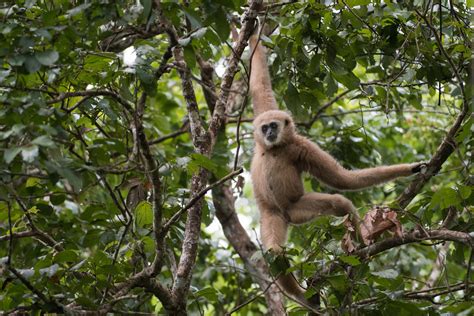 Posturing Gibbon | Sean Crane Photography