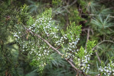 Pick and Dry Your Own Juniper Berries for Wild Game Cooking • Air Gun ...