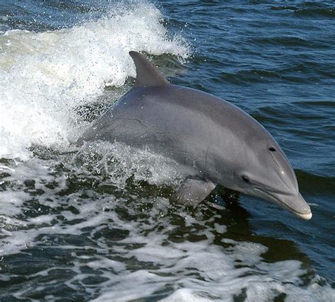 Anna Maria Island Dolphin Tours - Concierge AMI