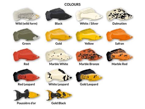 15 Best Molly Fish Colors & Types Friendly For Beginners