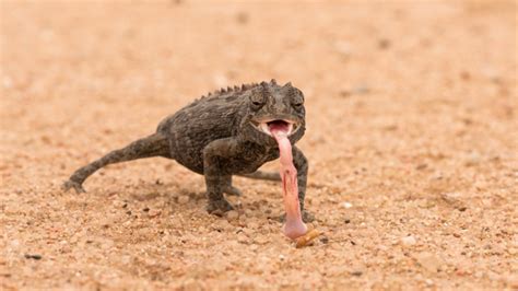 6 desert-adapted species of the Namib - Africa Geographic