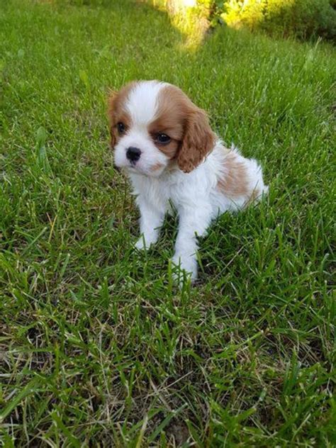 Cavalier King Charles Spaniel vs Beagle - Breed Comparison