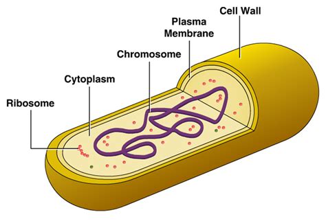 Cellular Structure of Bacteria ~ Zero-Infections